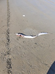 Lepidopus caudatus