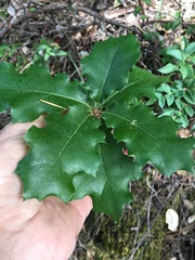 Quercus × ganderi