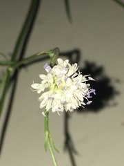 Cephalaria joppensis