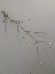 Cephalaria joppensis