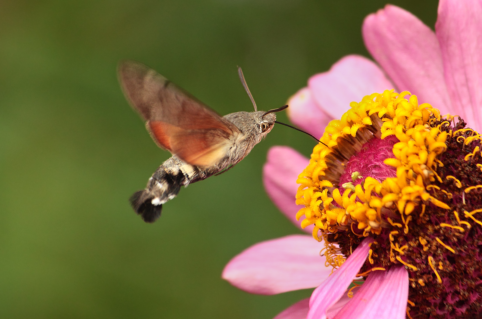 Macroglossum stellatarum - Wikipedia