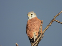 Falco cenchroides cenchroides