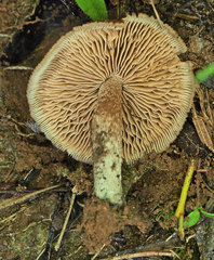 Pholiota highlandensis
