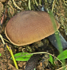 Pholiota highlandensis