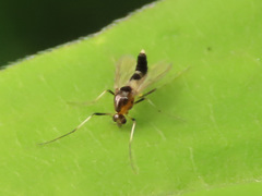 Cricotopus bicinctus