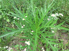 Cirsium pendulum
