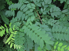 Robinia pseudoacacia