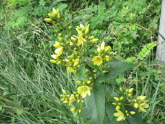 Lysimachia davurica