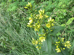 Lysimachia davurica