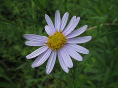 Asteraceae