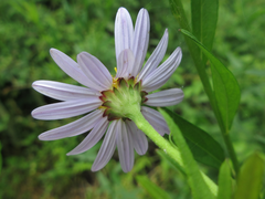 Asteraceae