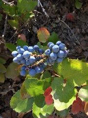 Berberis repens