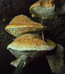 Postia pelliculosa
