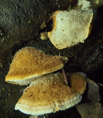 Postia pelliculosa
