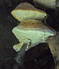 Postia pelliculosa