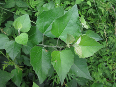 Populus tomentiglandulosa