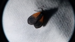 Pyromorpha dimidiata