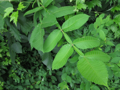 Rhus javanica