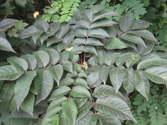 Toxicodendron trichocarpum