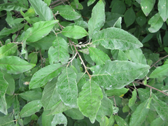 Elaeagnus multiflora
