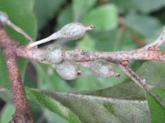 Elaeagnus multiflora