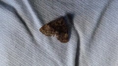 Metalectra richardsi