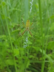 Argiope bruennichi