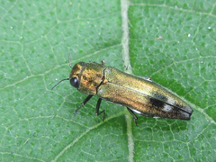 Agrilus chujoi
