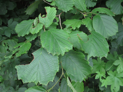 Corylus heterophylla
