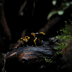 Dendrobates leucomelas