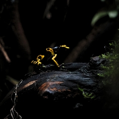 Dendrobates leucomelas