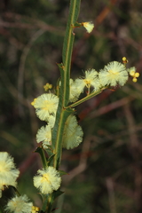 Acacia alata alata