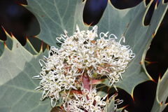 Hakea cristata