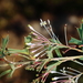 Grevillea manglesii - Photo (c) Tim Hammer, some rights reserved (CC BY-NC), uploaded by Tim Hammer