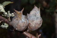 Hakea cristata