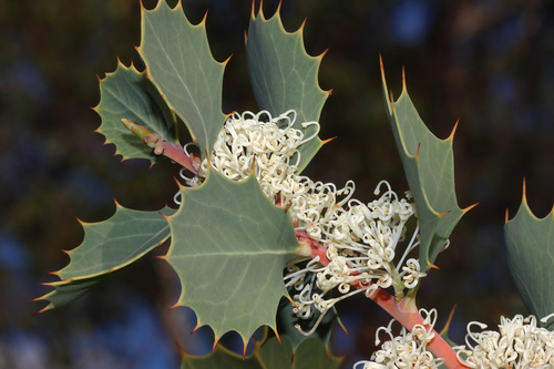 Hakea cristata R.Br.
