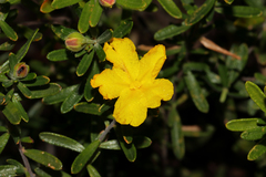 Hibbertia hypericoides hypericoides