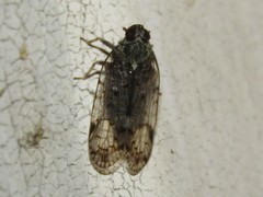 Melanoliarus placitus