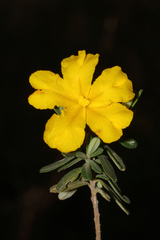 Hibbertia hypericoides hypericoides