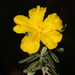 Hibbertia hypericoides - Photo (c) Tim Hammer,  זכויות יוצרים חלקיות (CC BY-NC), הועלה על ידי Tim Hammer