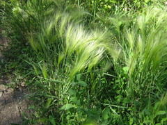 Hordeum jubatum