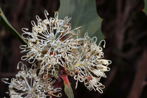 Image of Hakea cristata by (c) Tim Hammer, some rights reserved (CC BY)