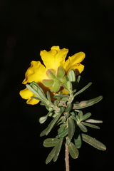 Hibbertia hypericoides hypericoides