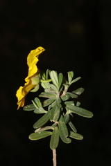 Hibbertia hypericoides hypericoides