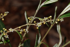 Trymalium ledifolium