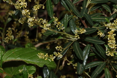 Trymalium ledifolium