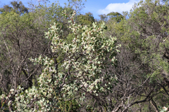Hakea cristata
