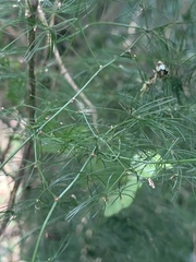 Asparagus sylvicola