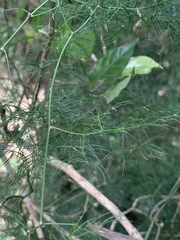 Asparagus sylvicola