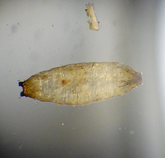Diptera